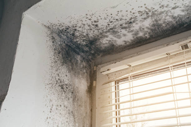 Affordable Mold Removal solutions in Bahama, NC